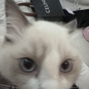 ありがとうございました。ことこ